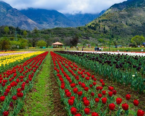 Kashmir Tulip Festival Special