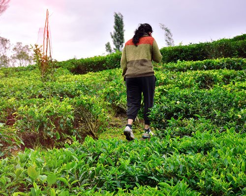 Ooty & Coonoor Tea Estate Tour