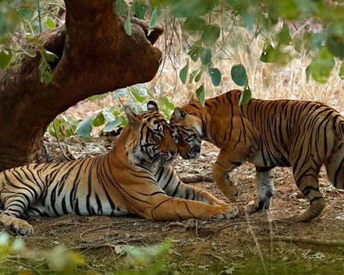 Ranthambore Bharatpur Wildlife Tour